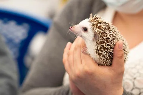 Hands hold a cute hedgehog with sharp needles. Little wild animal. Stock Photos