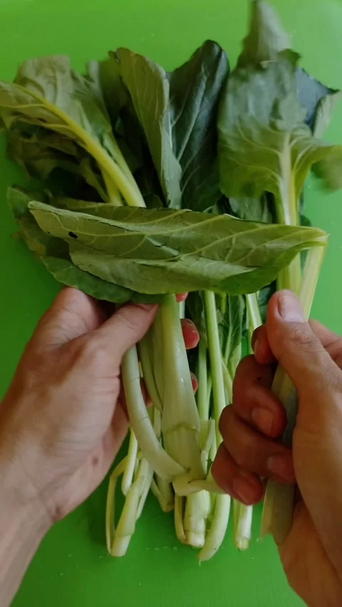 Hands hold fresh, crisp, pale green vegetables Vidéo 331905396