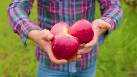 Hands hold fresh red apples during a sunny day in a lush orchard Stock Footage 303982520