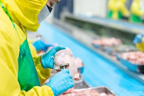 Hands hold razor remove feathers on chicken skin. Stock Photos