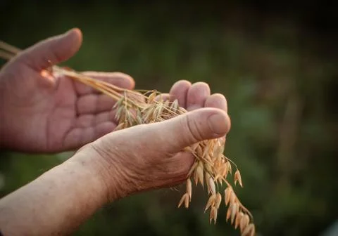 The hands hold the spikelets of oats Stock Photos