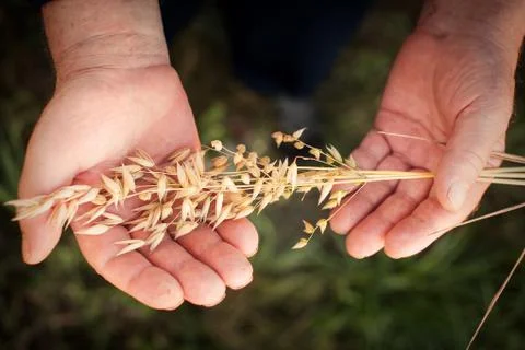 The hands hold the spikelets of oats Stock Photos