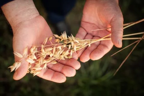The hands hold the spikelets of oats Stock Photos