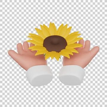 Hands hold a sunflower Stock Illustration