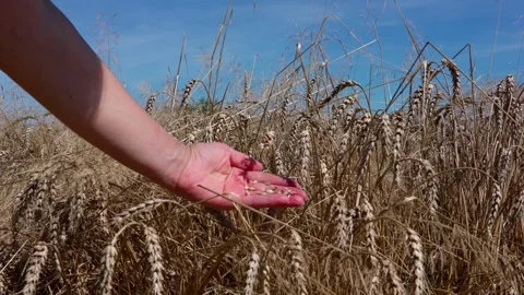 Hands hold wheat grains Video stock 321132883