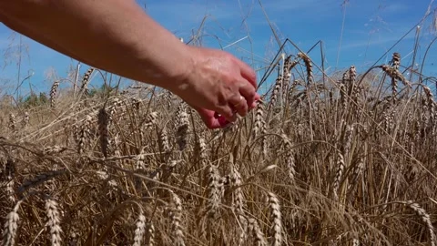 Hands hold wheat grains Stock Footage 321132935