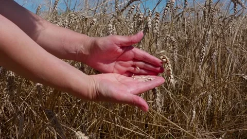 Hands hold wheat grains Stock Footage 321133006