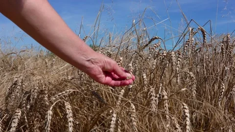 Hands hold wheat grains Stock Footage 321133016