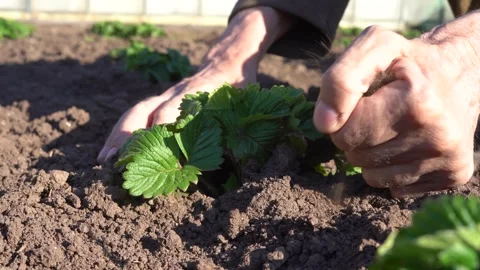 Hands holding and caring a young green plant Stock Footage 278508774