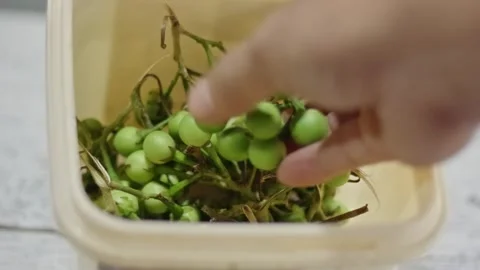 Hands holding and sorting fresh green turkey berries in a cream plastic con.. Stock Footage 324823582