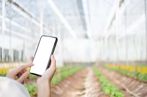A hands holding and touching on white screen smartphone and planting mounds.. Stock Illustration