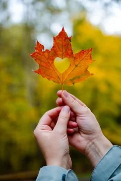 Hands holding autumn maple leaf with heart cutout on blurred yellow foliage.. Stock Photos