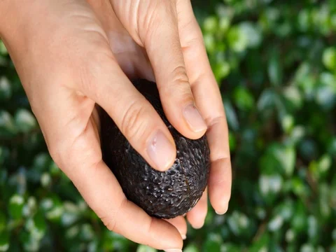 Hands Holding Avocado Stockbeeldmateriaal 83224025
