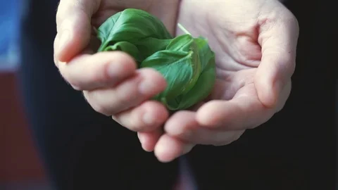 Hands Holding Basil Leaves Video stock 99245504