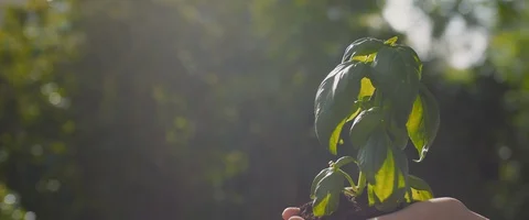 Hands holding a basil plant at sunset, against beautiful green bokeh backgrou Stock Footage 128290033