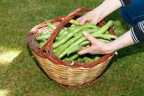 Hands holding broad beans Stock Photos