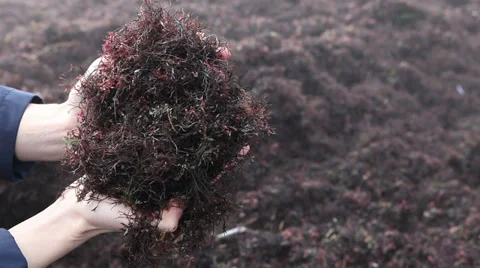 Hands holding brown algae seaweed covered sand beach Stock Footage 37218585
