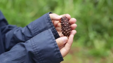 Hands holding a brown cone in the forest. Stock Footage 270770395