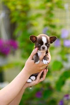 Hands Holding Brown smooth-haired Chihuahua in summer Green Garden. Stock Photos