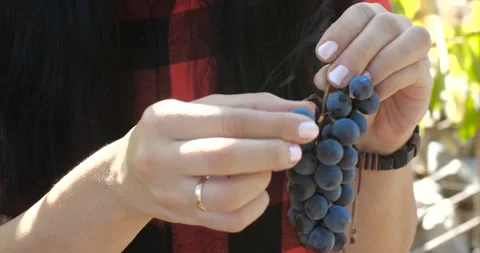 Hands holding bunch of dark grapes on sunny day Vidéo 131007327
