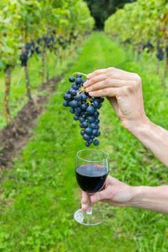 Hands holding bunch of grapes and wine glass Stock Photos
