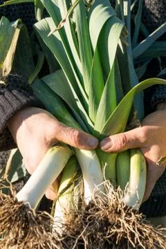 Hands Holding a Bundle of Fresh Leeks Stock Photos