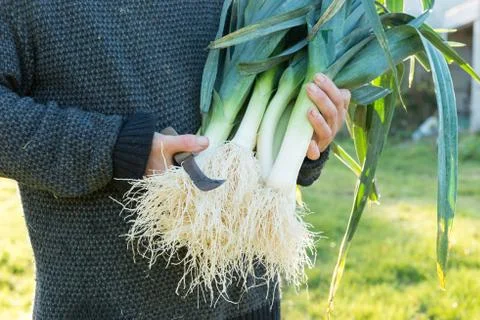 Hands Holding a Bundle of Leeks and a Knife Stock Photos