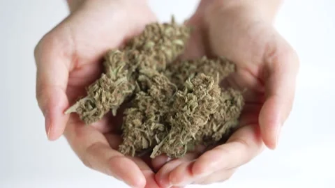 Hands holding cannabis flowers while doing research and inspection for medicinal Stock Footage 171719031