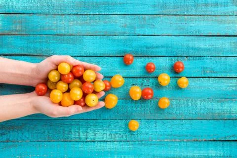 Hands holding cherry-tomatoes Photos