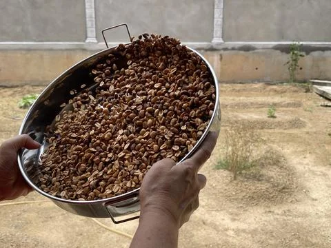 Hands Holding Clean Roasted Peanuts In Metal Bowl After Winnowing Stock Photos