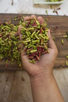 Hands holding cloves Stock Photos