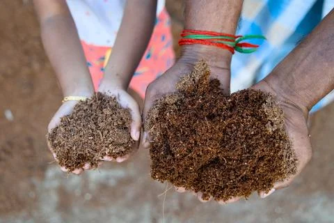 Hands Holding Coco Peat Stock Photos