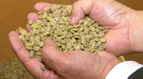 Hands Holding Coffee Beans Stock Footage 12653148