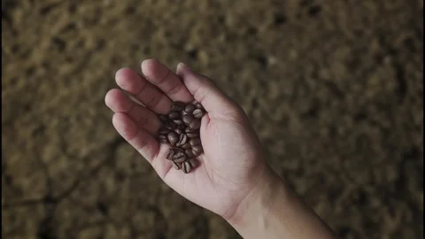 Hands holding coffee beans on soil background Stock Footage 284541859