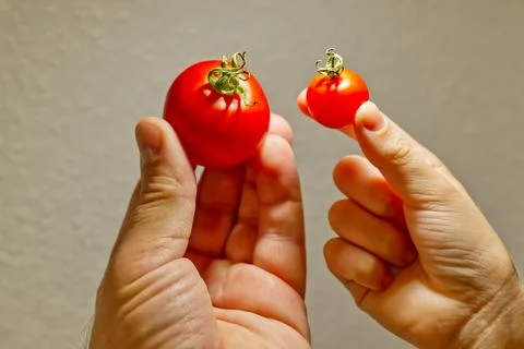 Hands Holding Different Sized Tomatoes Stock Photos