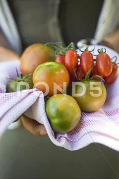Hands holding different types of tomatoes on tea towel Stock Photos