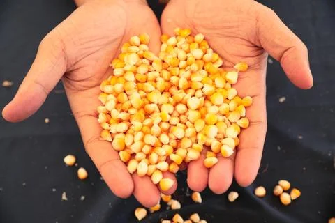 Hands Holding Dried Corn Kernels  Agricultural Produce and Food Ingredient Stock Photos