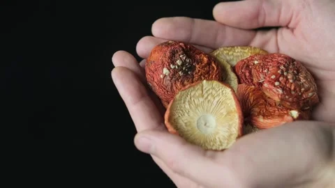  hands holding dried fly agaric mushrooms Stock Footage 297862269