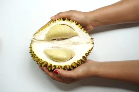 Hands holding Durian Split Open Showing Edible Yellow Pulp on White. 写真素材