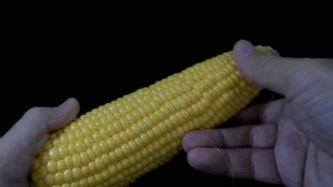 Hands holding an ear of corn in 4K Stock Footage 140096697