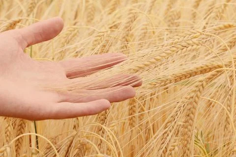 Hands holding ears of barley Stock Photos