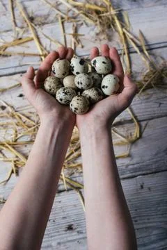 Hands holding Easter quail eggs Stock Photos