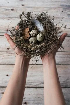 Hands holding Easter quail eggs in a small nest Stock Photos