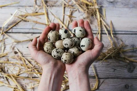 Hands holding Easter quail eggs Stock Photos
