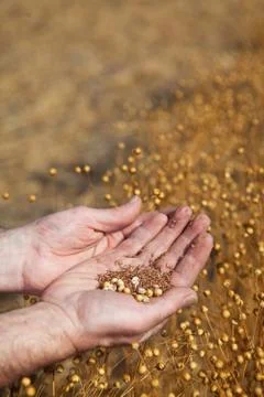 Hands holding flax Foto stock