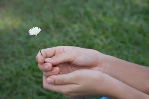 Hands holding flower Stock Photos