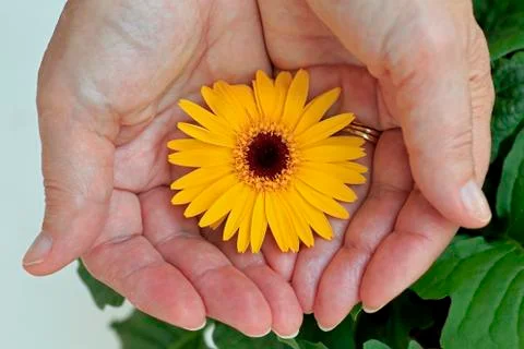 Hands holding a flower Stock Photos