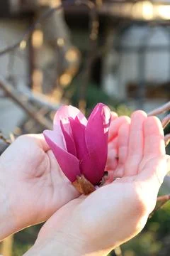 Hands holding flower Stock Photos