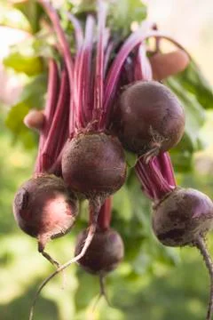 Hands holding fresh beetroot Stock Photos