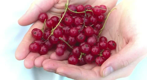Hands holding fresh berries. 動画素材 68650090
